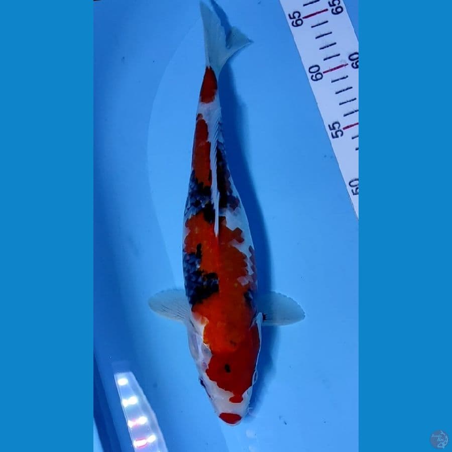 female 33cm