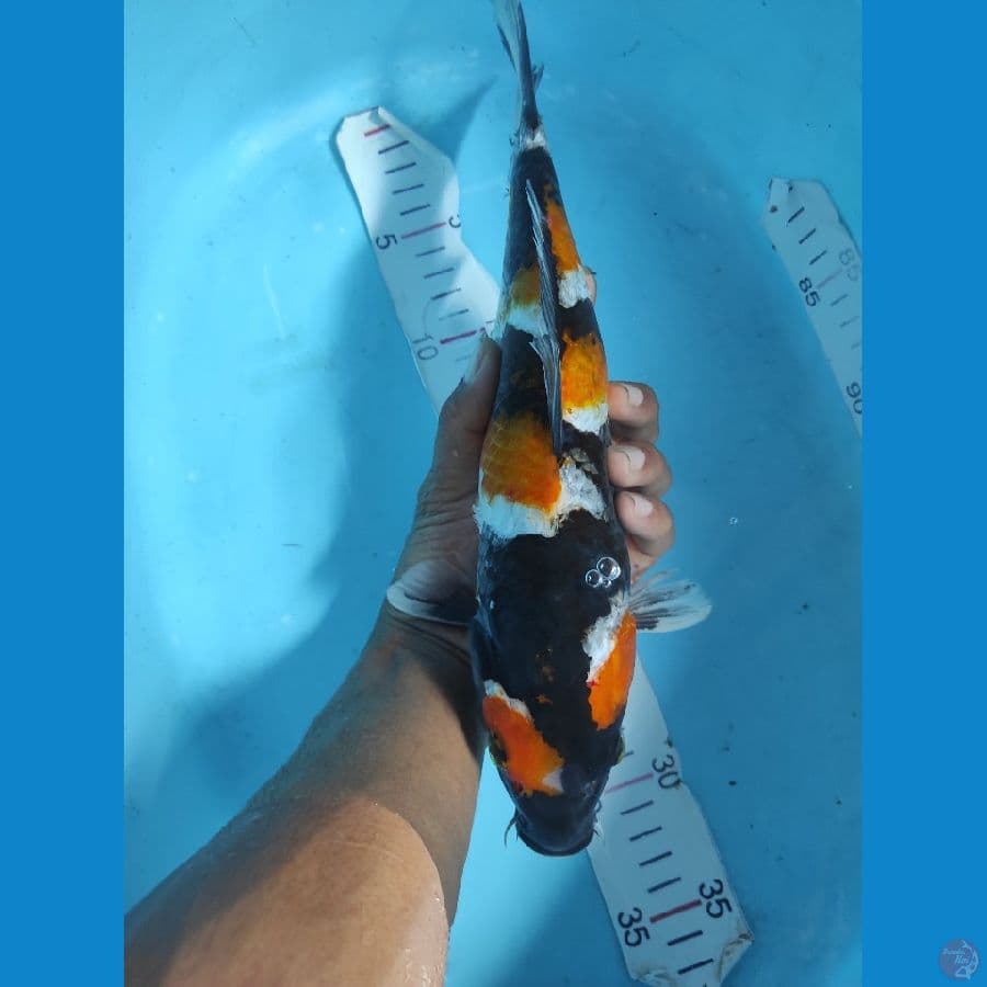 30cm