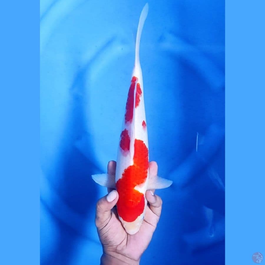 (33CM) KOHAKU MANTAP - F