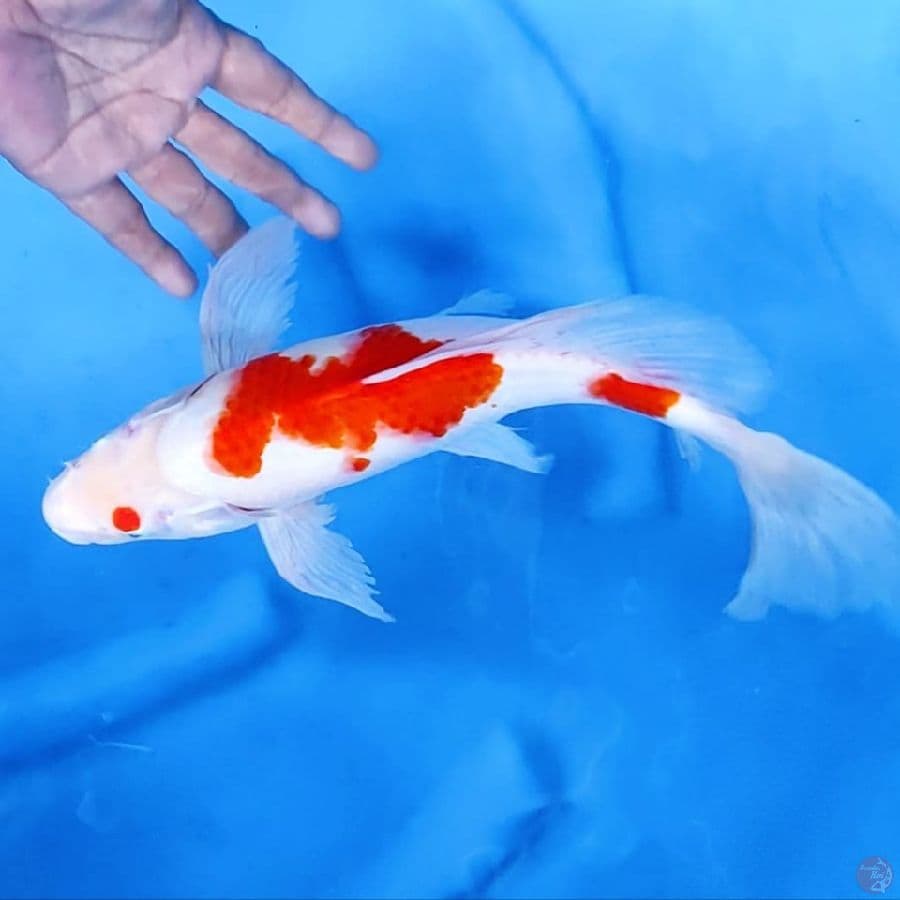 (34CM) KUMPAY KOHAKU - F