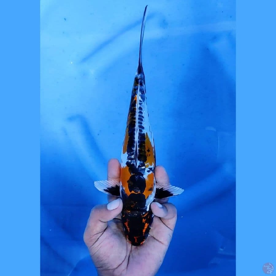 (27CM) RARE KIKOKURYU ISTIMEWA - F