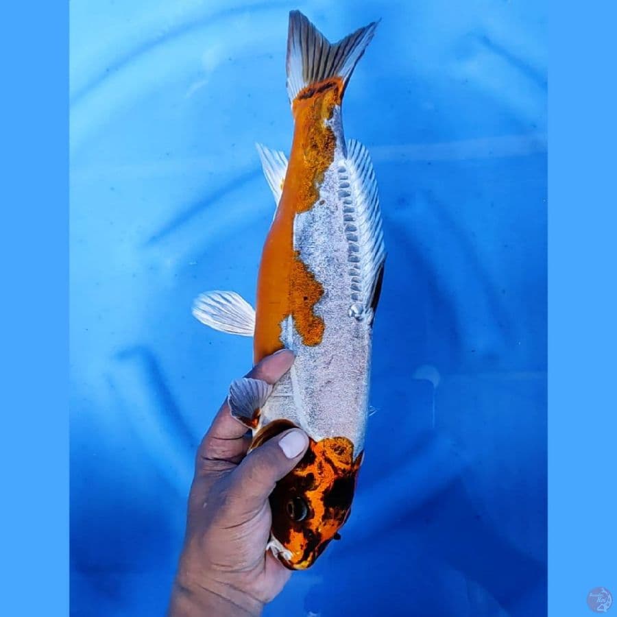 (39CM) RARE DOITSU KAWARIMONO - M
