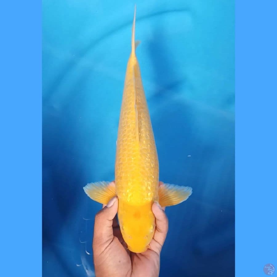 (37CM) KARASHI GINRIN - M