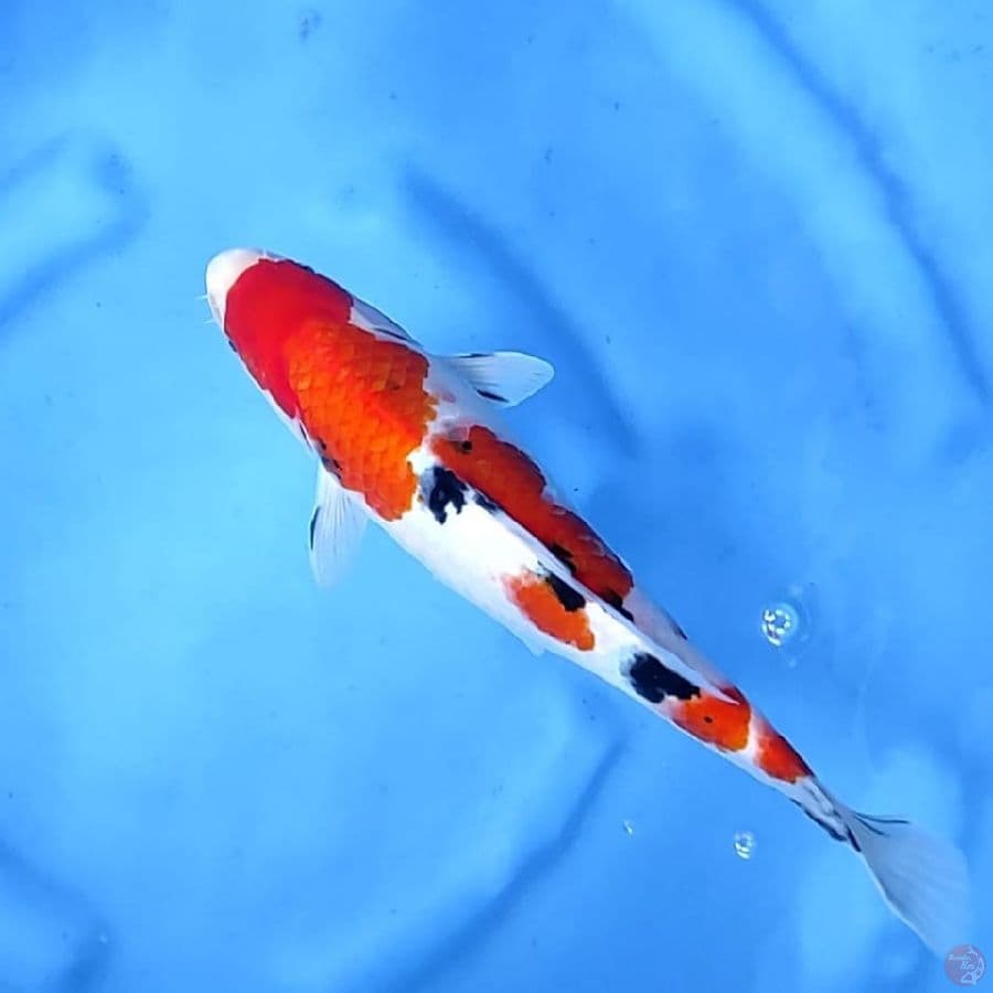 (29CM) TAISHO SANKE - G