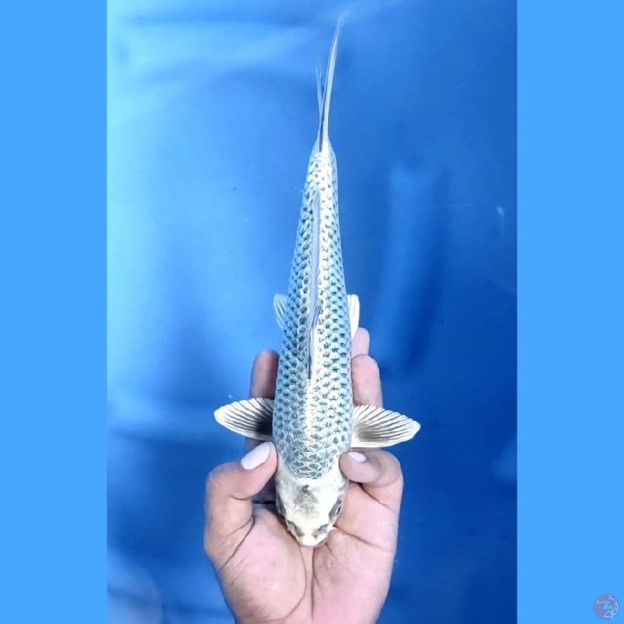 (25CM) SILVER GINRIN MUKASI - F