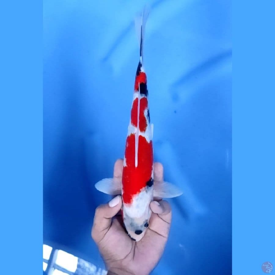 (28CM) SHOWA STRONG - M