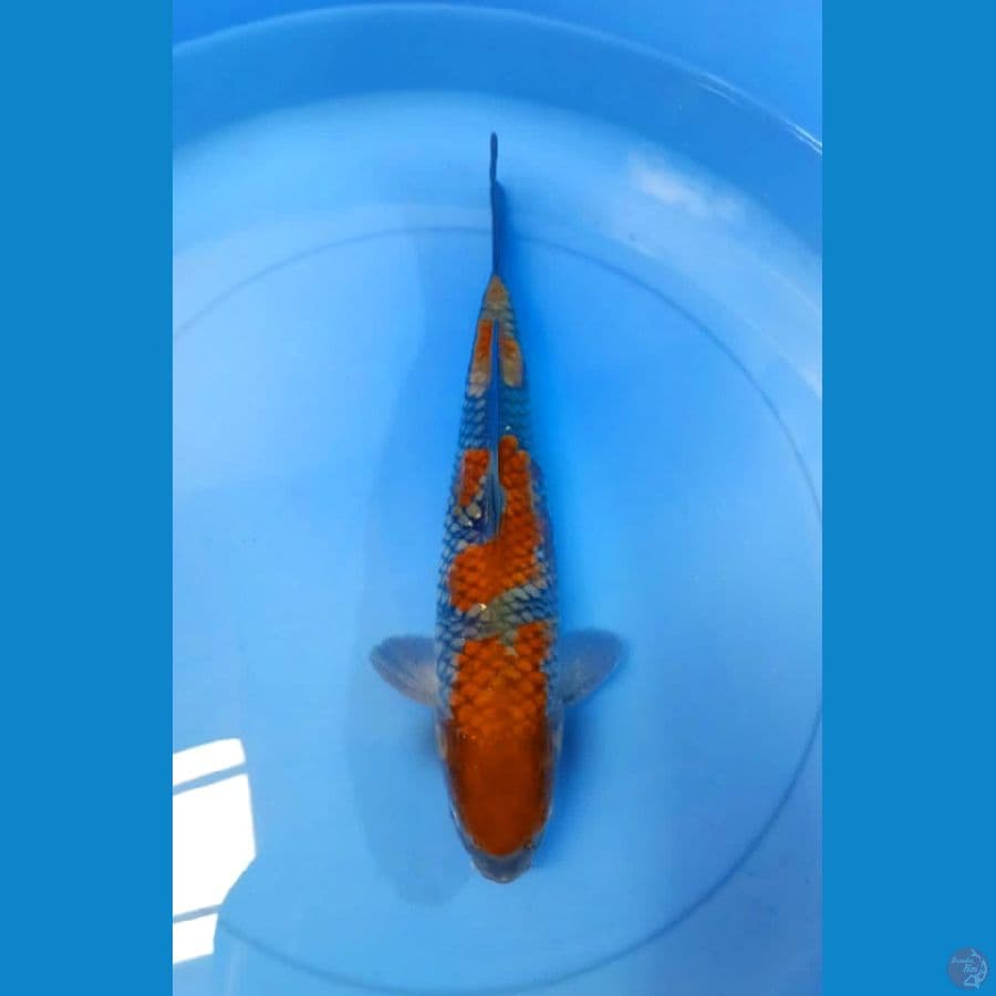 SHIGURE OCHIBA 3STEP . 34CM