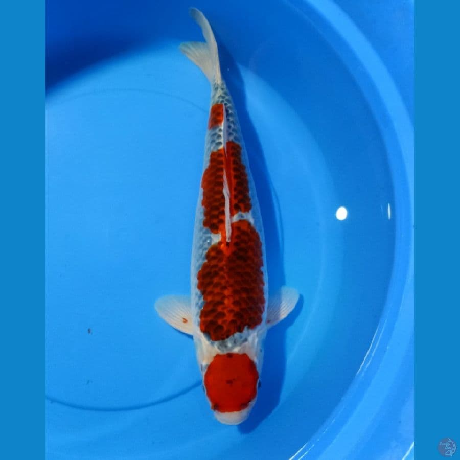 45CM ORY GHOSIKI GINGGA PROSPEK