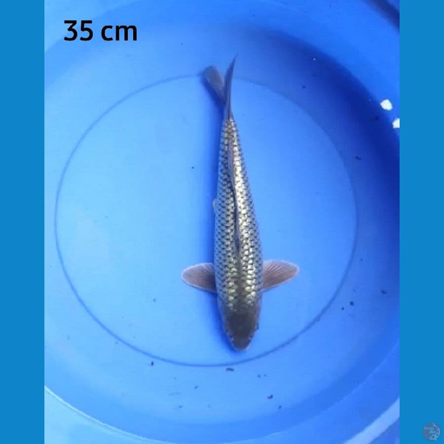 Blackdiamond 35 cm