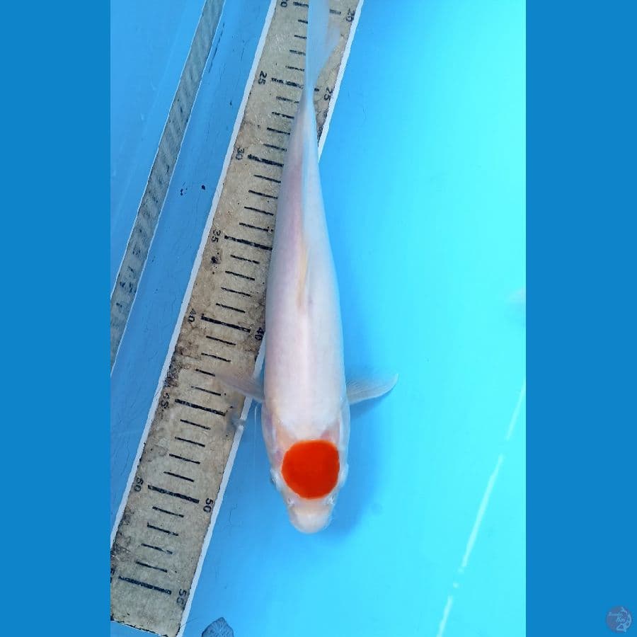 Tancho 29cm