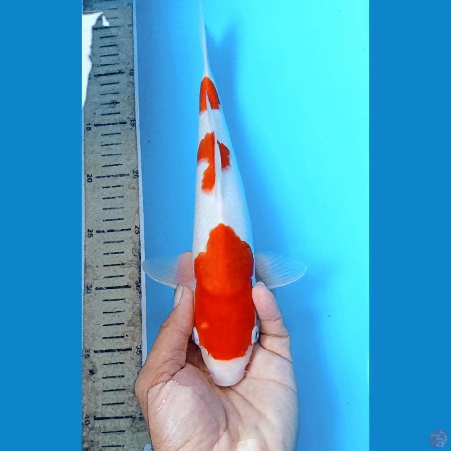 Kohaku 32cm
