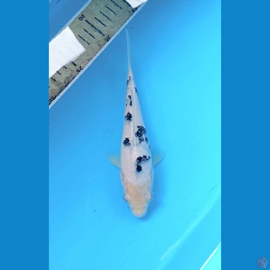 Bekko 20cm