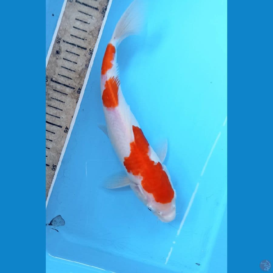 Kohaku 28cm