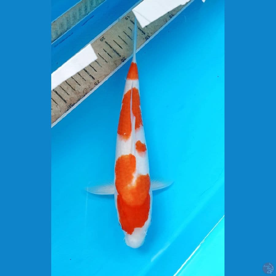 Kohaku 29cm