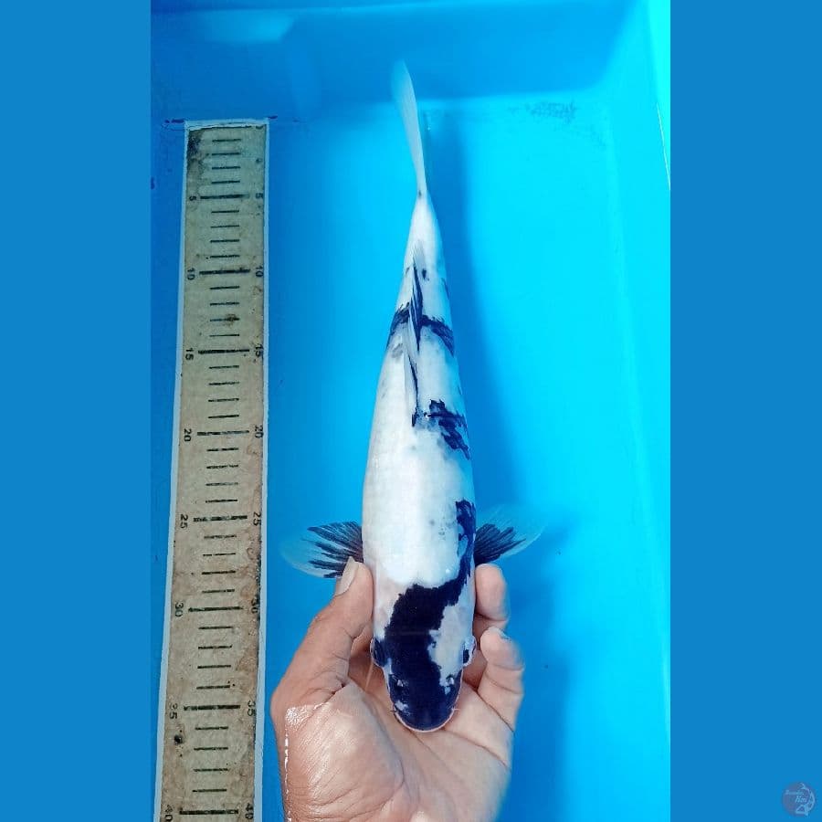 Shiro 37cm