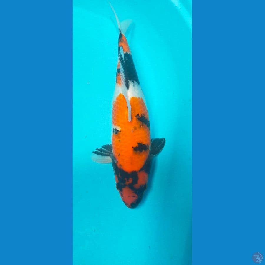 Showa F1 dainichi female,size 35 cm