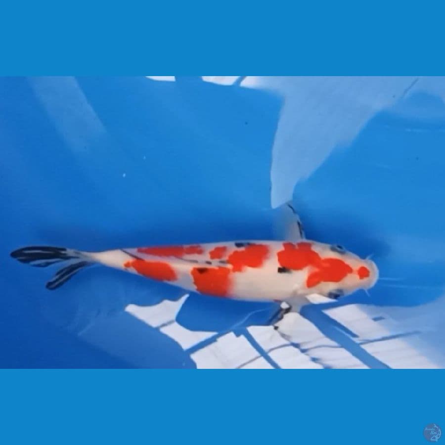 Sanke Line momotaro 20bu