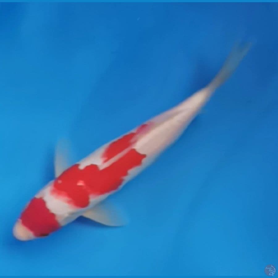 Maruten Kohaku 20Bu Majestic Koi Farm