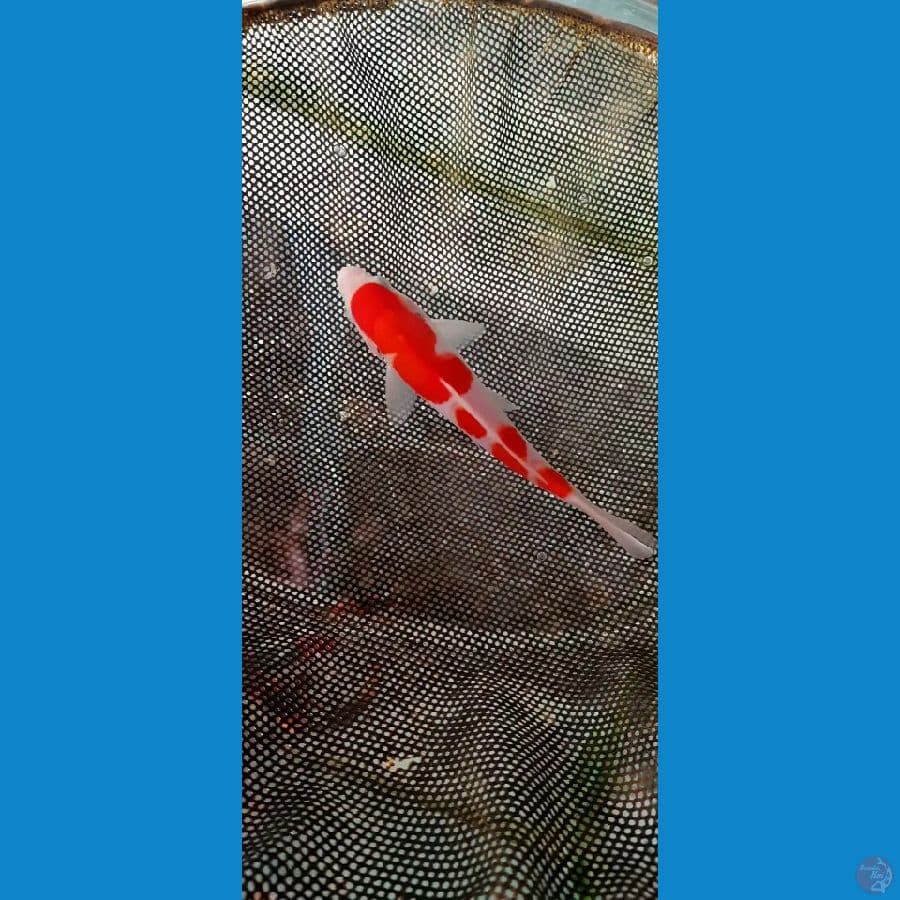 kohaku -+20cm male