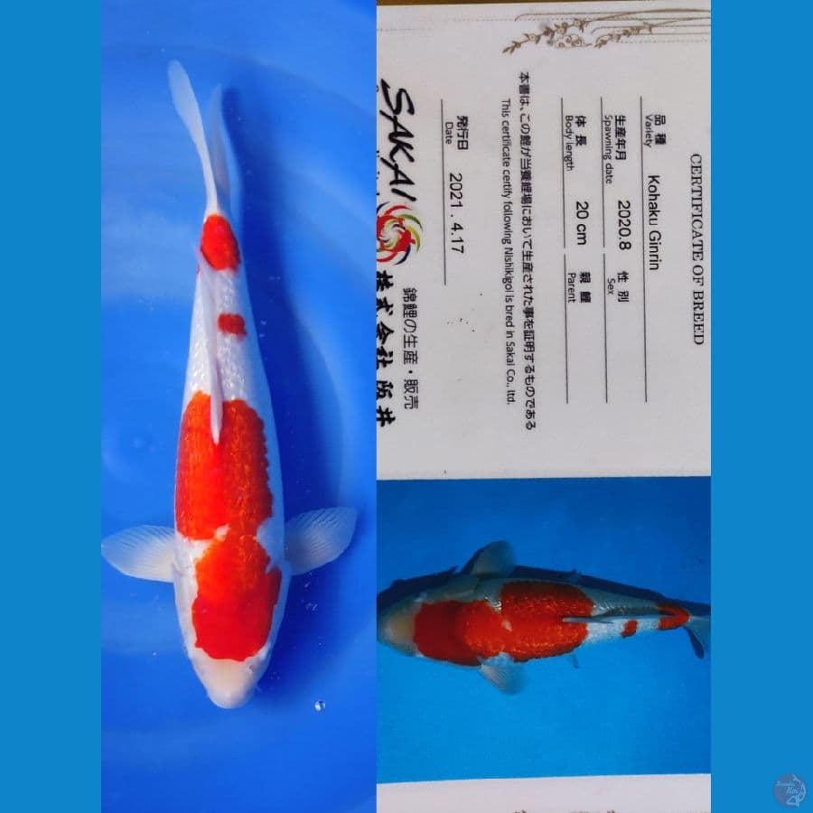 Ginrin Kohaku 50cm Sakai Co.ltd