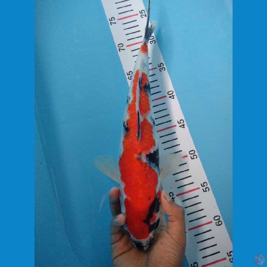 SHOWA ORIGINAL 36 CM HQ
