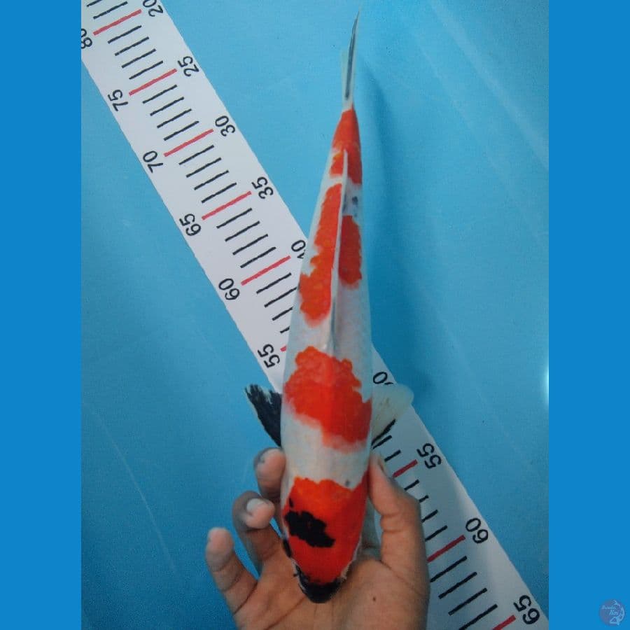 KINDAI SHOWA 32 CM HQ