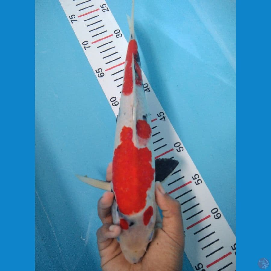 Kindai Showa 35 cm