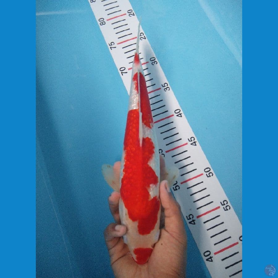 KOHAKU GINRIN 33 CM