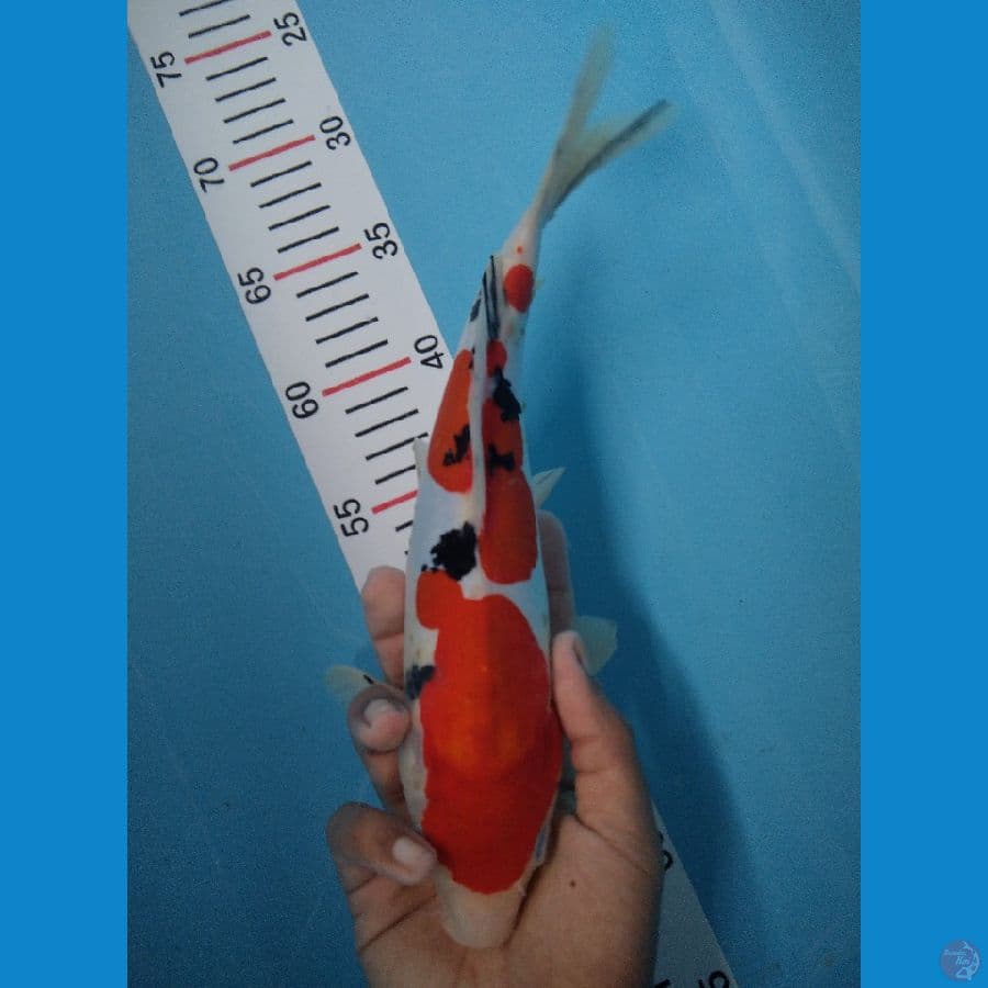 SANKE DOIT HQ 30 CM