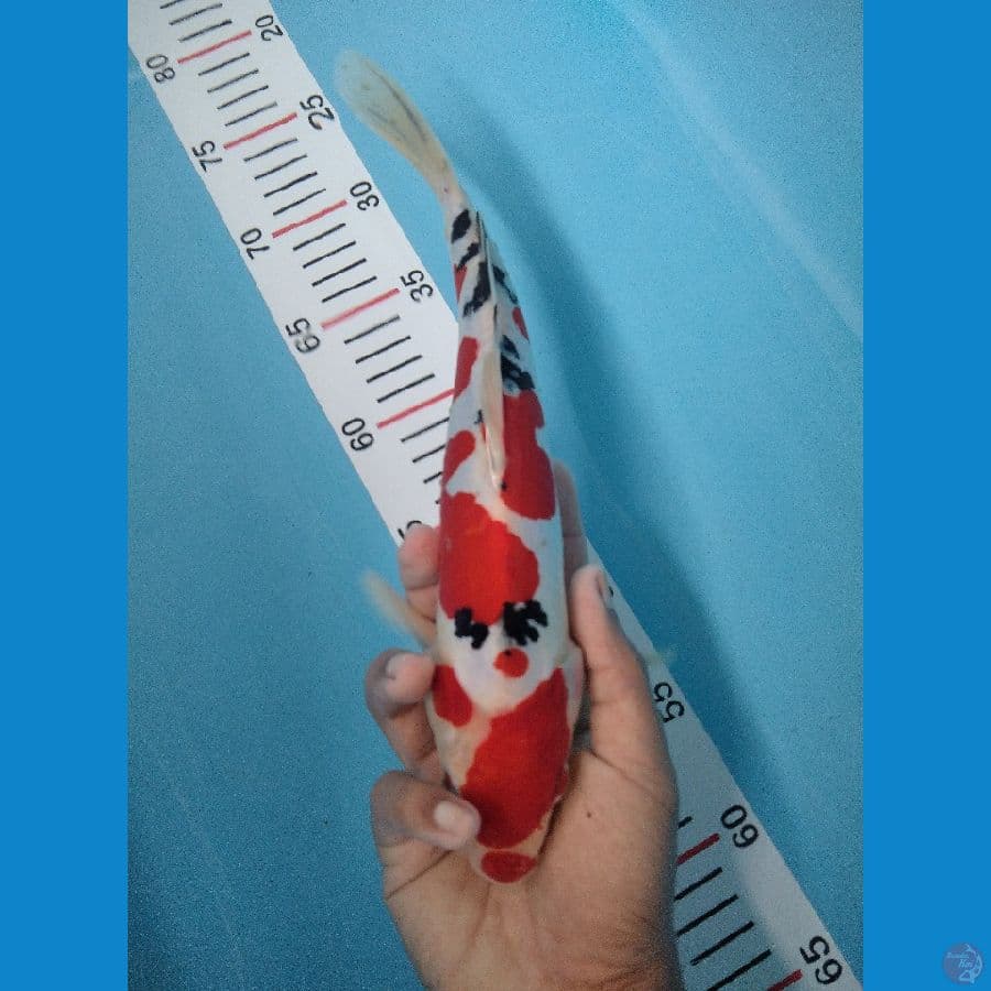 SANKE DOIT 30 CM