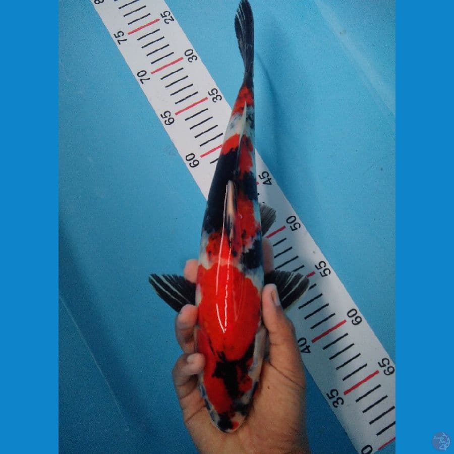 SHOWA 35 CM