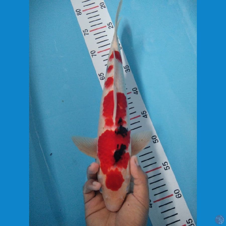 MARUTEN SANKE 37 CM