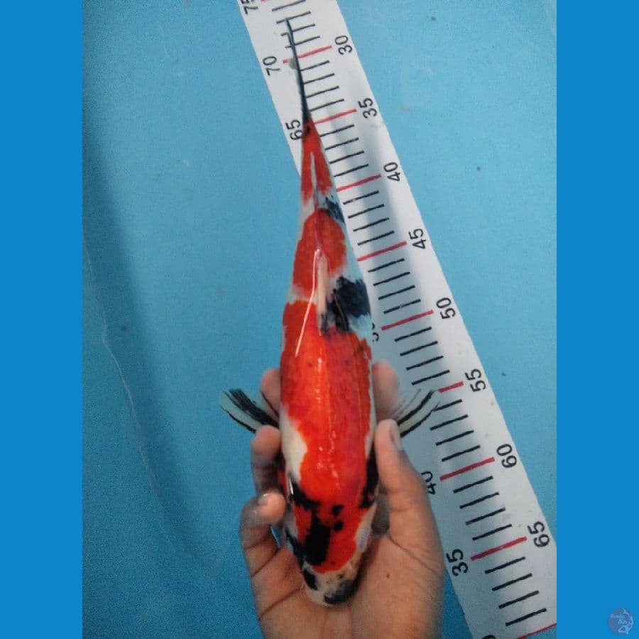 SHOWA 31 CM