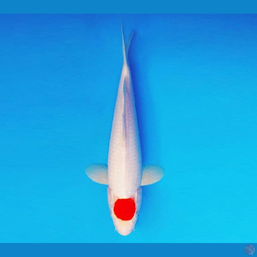 AMATERASU 8 ~ Tancho 32 cm/fm ™
