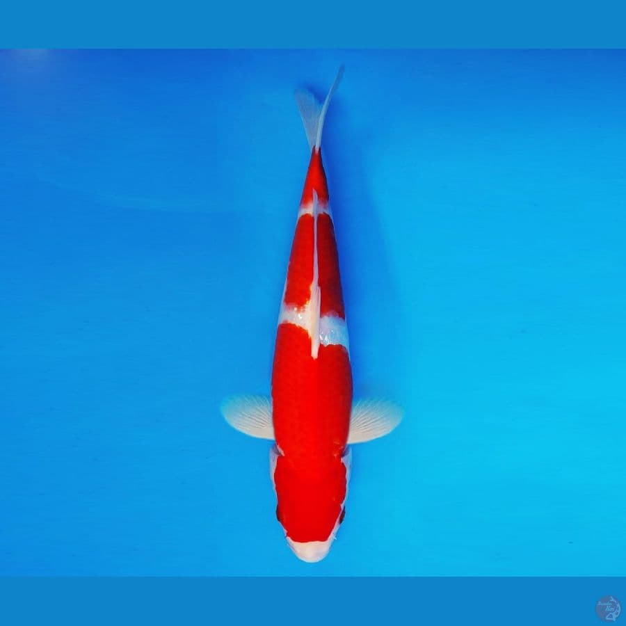 AMATERASU 9 ~ Kohaku 33 cm/fm ™