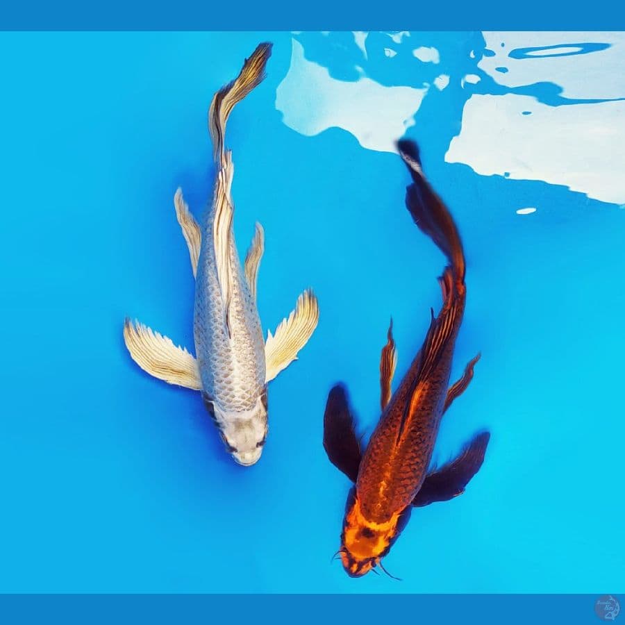 AMATERASU 10 ~ Naga Kumpay 35 cm/fm & 39 cm/fm ™