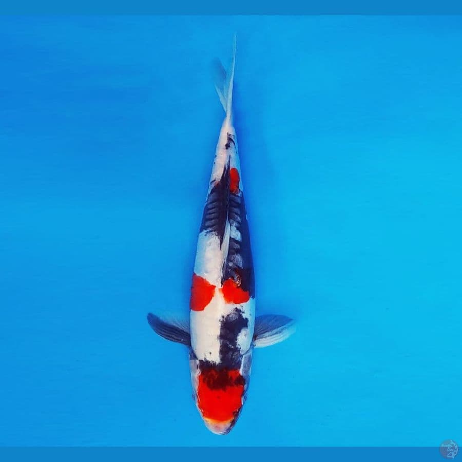 AMATERASU 11 ~ Kindai Showa Doitsu 31 cm/fm ™