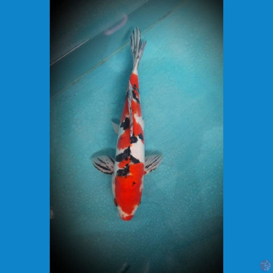 Showa doitsu male 33 cm