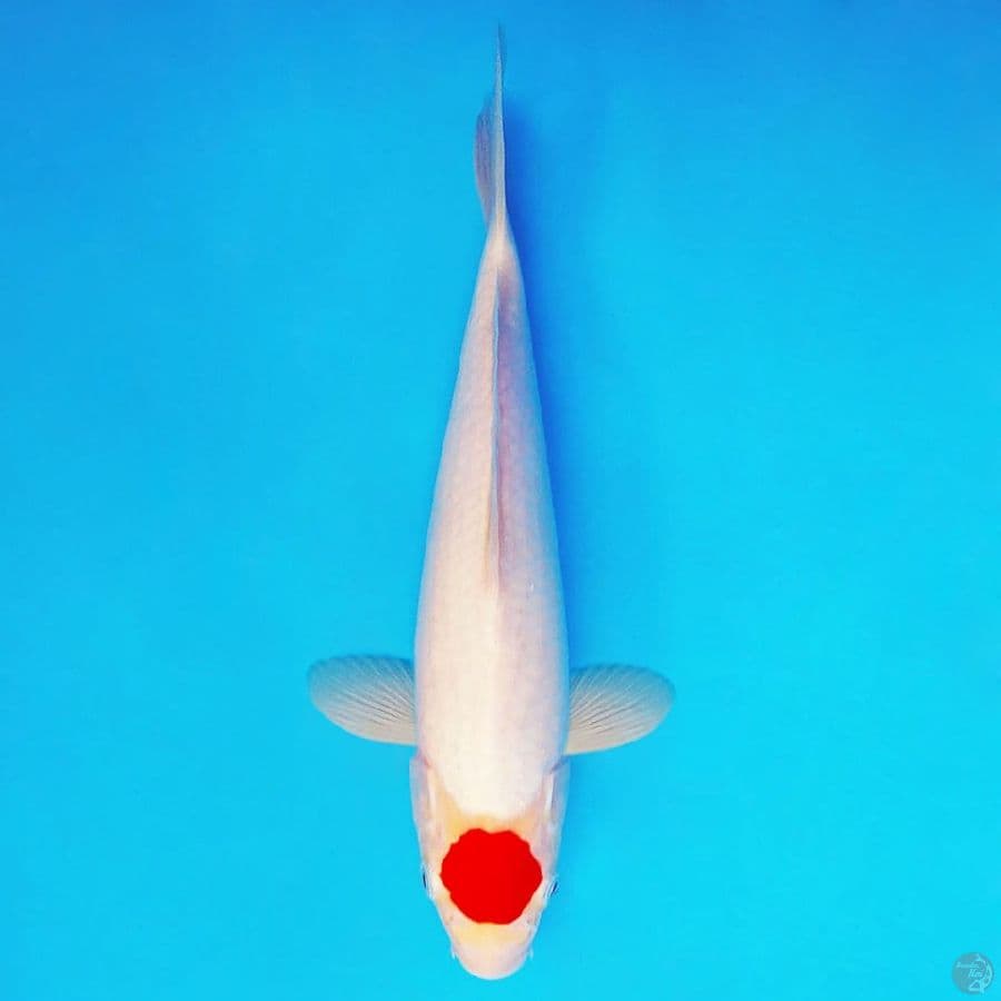 AMATERASU 15 ~ Tancho 28 cm/fm ™