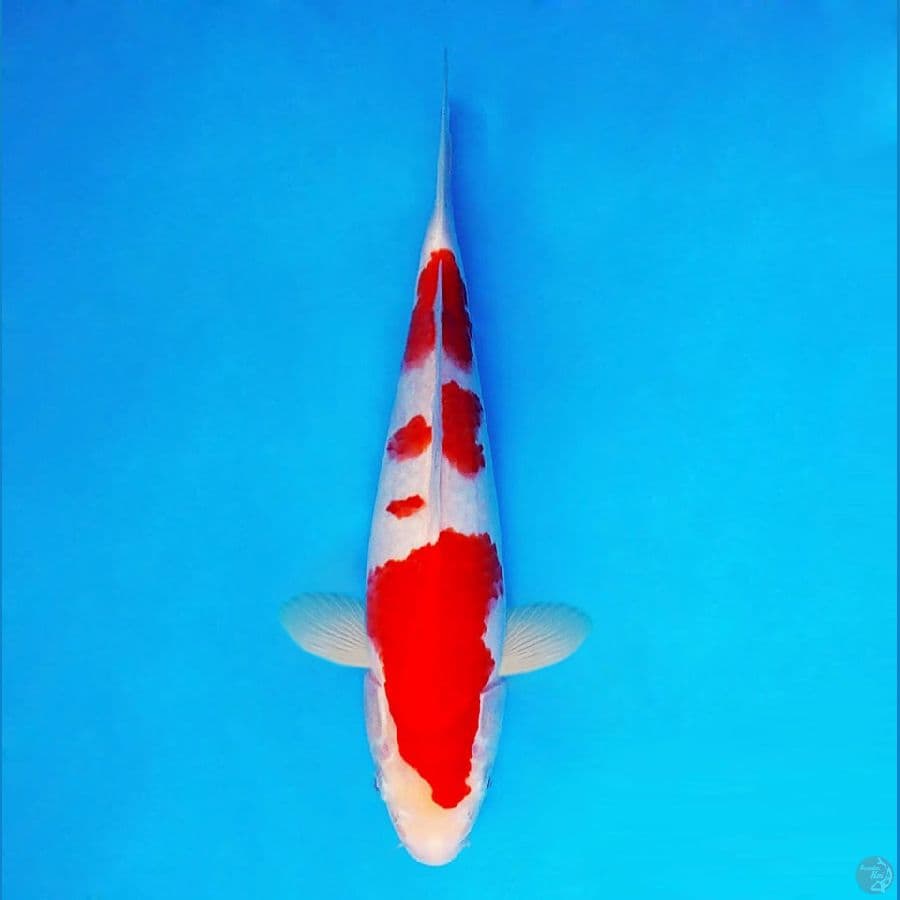 AMATERASU 16 ~ Kohaku 27 cm/male ™