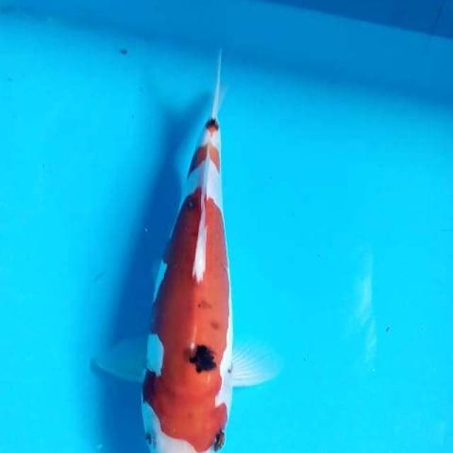 Benikumon 28cm