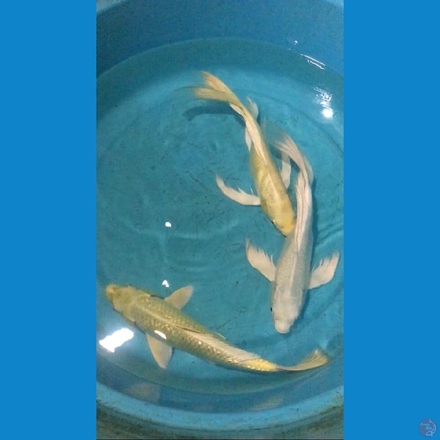 ogon ginrin mix slayer 28cm