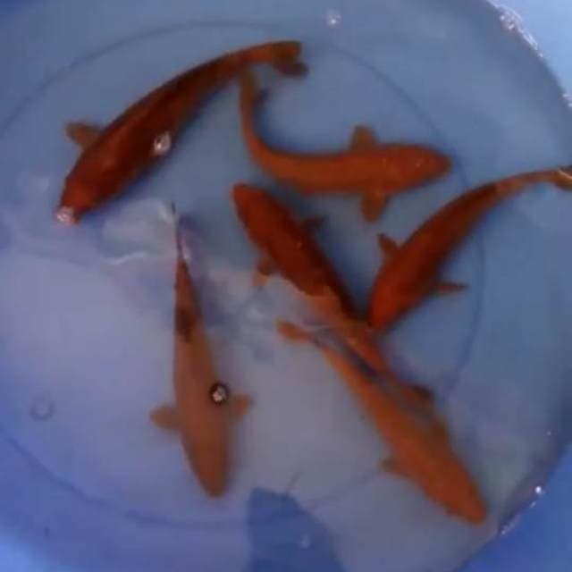 Chagoi tembaga 6 ekor