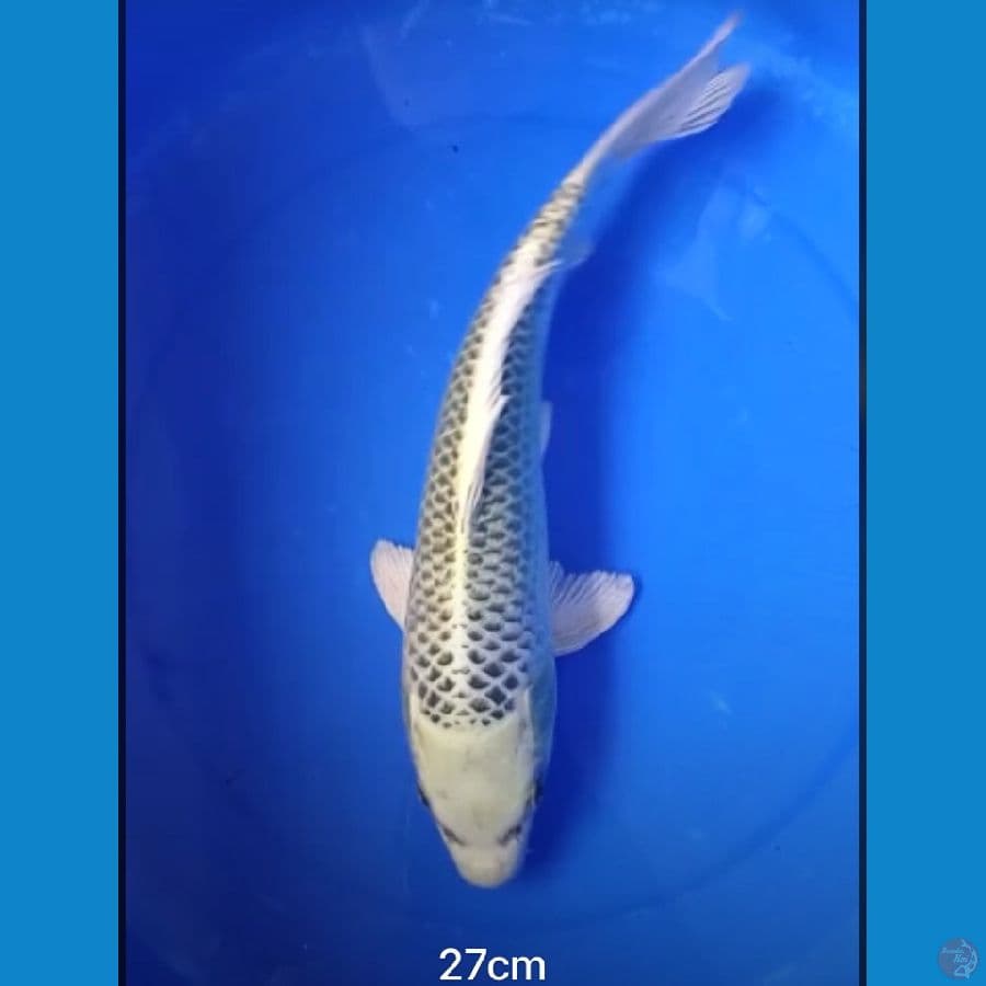GIN MATSUBA BAHAN 22cm