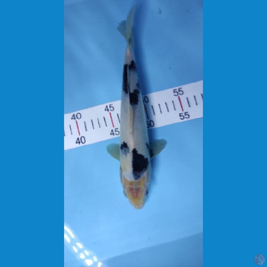 25cm