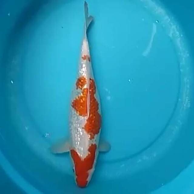 Kohaku,gendrin.size,35cm