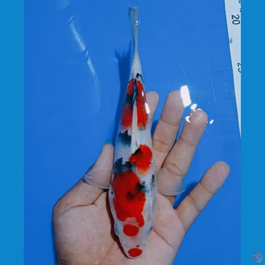 Sanke male 20 cm
