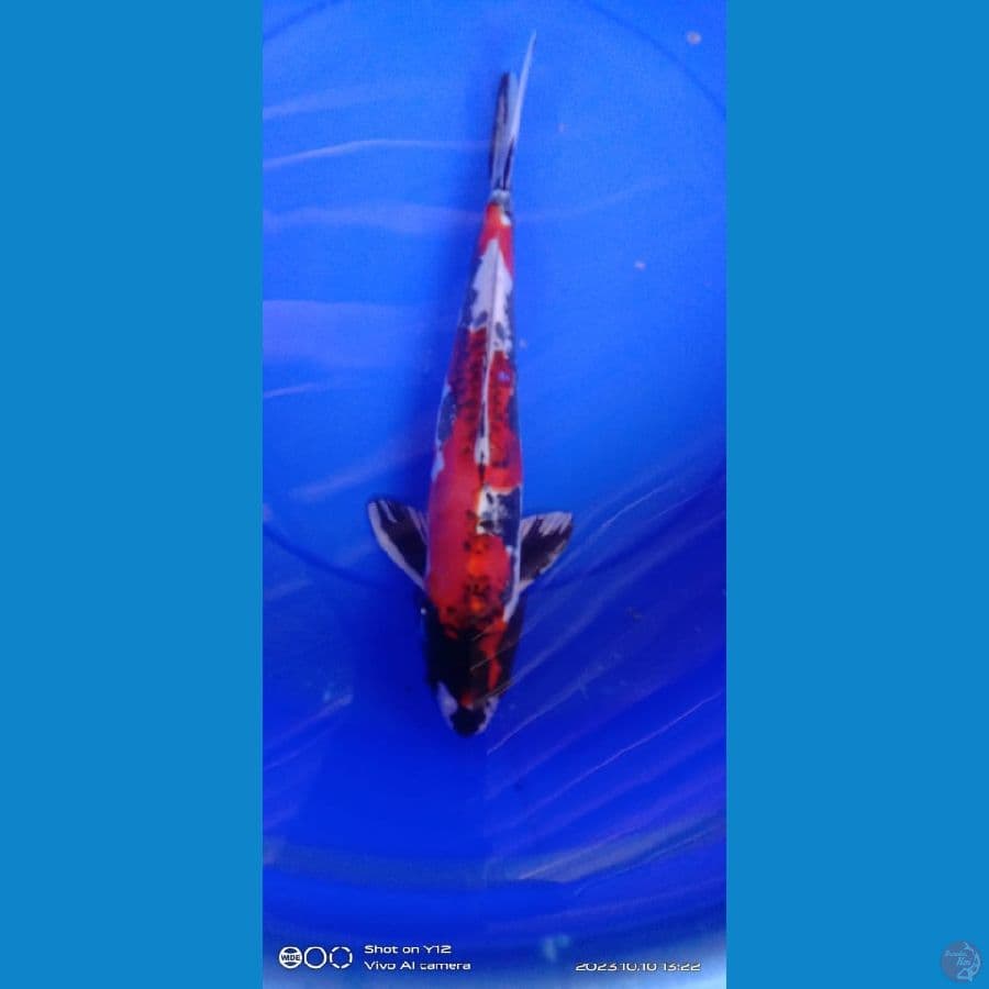 kikokuryu SQ 45cm