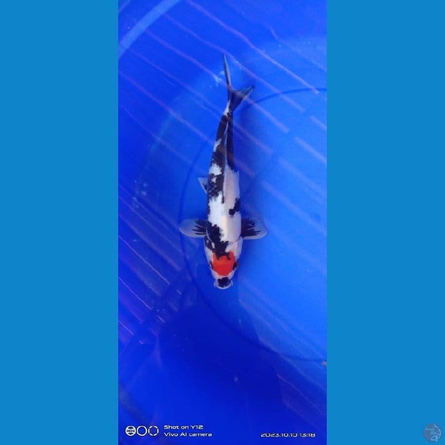 tancho showa ori SQ 35cm male