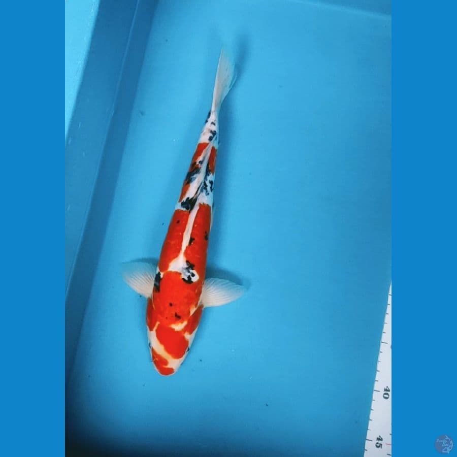sanke doitsu 34cm/male